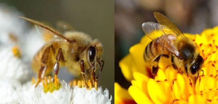 Hình ảnh loài ong mật