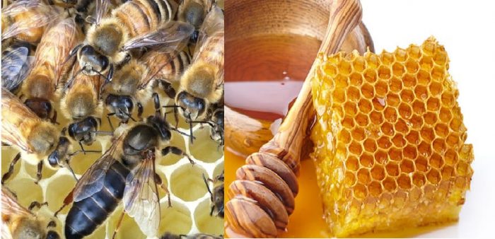 Tác dụng phụ của con ong mật gây nguy hiểm đến sức khỏe