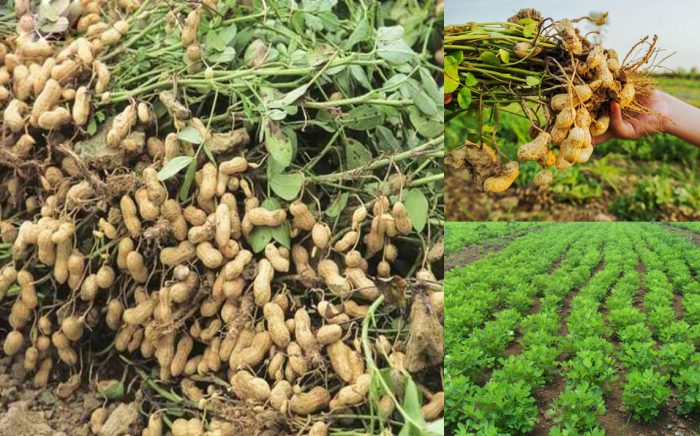 Thành phần dược chất của cây đậu phộng có tác dụng gì và cách sử dụng