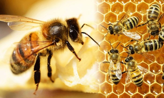 Tác dụng của con ong mật hình ảnh nhận biết và cách dùng con ong mật