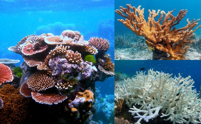 Tác dụng của san hô là gì cách dùng cũng như lưu ý khi sử dụng san hô