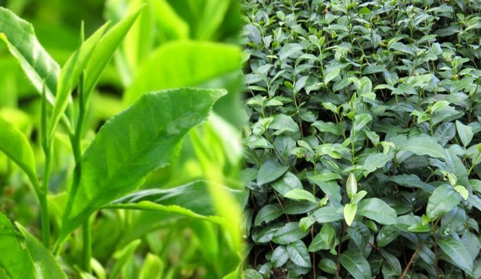 Thành phần dược chất của cây trà có công dụng gì và cách dùng cây trà