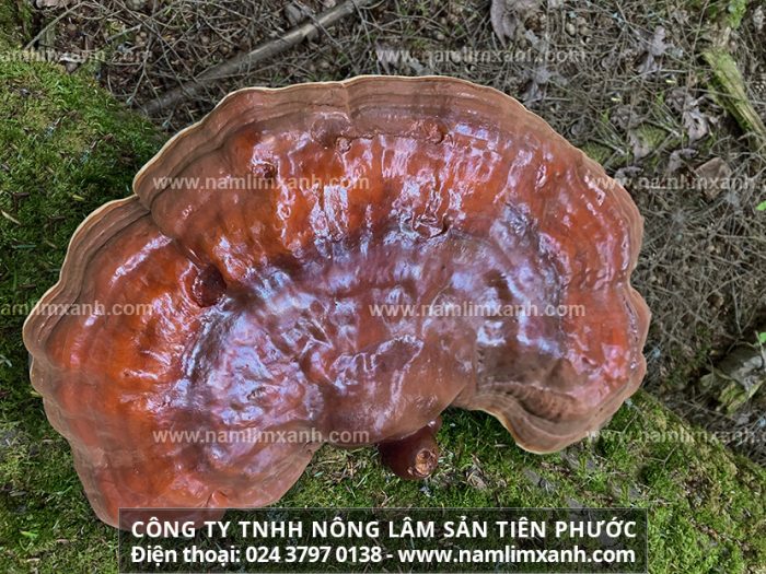 Bán nấm lim xanh tại Quảng Ninh ở đâu tốt và nấm cây lim hay mọc trên thân cây lim chất lượng sao