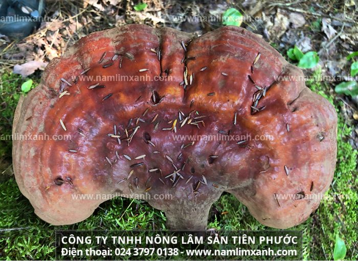 Giá bán nấm lim xanh ở Hà Nội và cách sử dụng nấm lim Tiên Phước