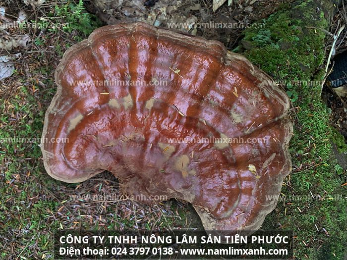 Mua nấm lim xanh giá bao nhiêu ở Thái Bình và tác dụng nấm lim rừng