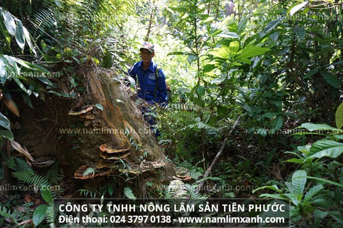 Nấm gỗ lim xanh Quảng Nam thu hái tự nhiên