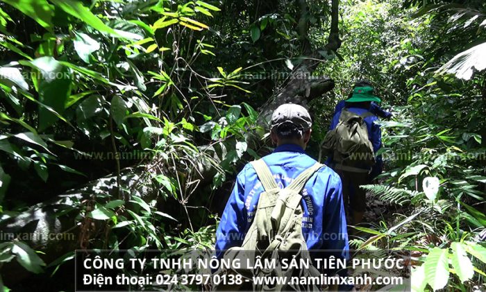 Nấm lim xanh Quảng Nam là những cây nấm tươi trong rừng đã qua sơ chế