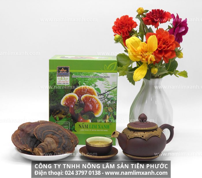 Tác dụng của nấm lim xanh Quảng Nam và giá bán nấm lim rừng