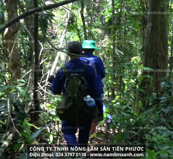 Tìm kiếm nấm lim xanh trong rừng nguyên sinh và đội thợ rừng Công ty Tiên Phước
