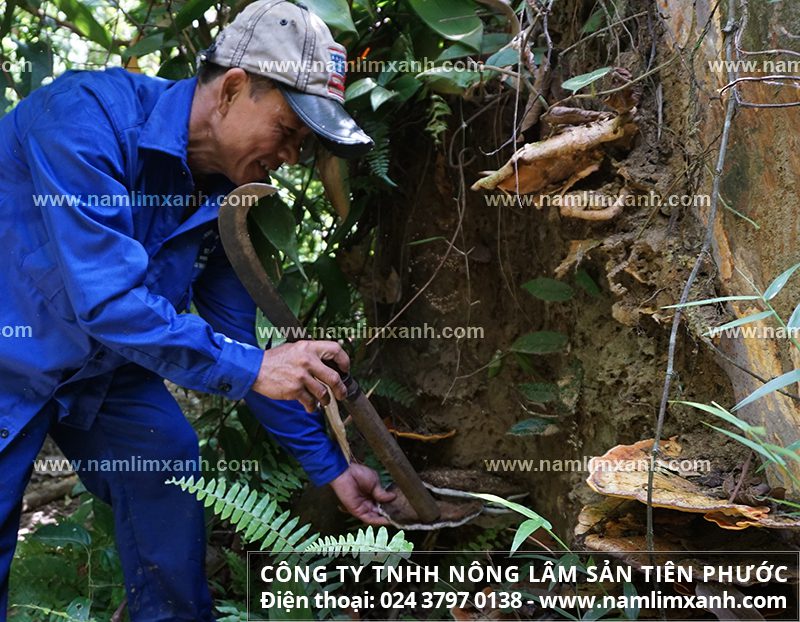 Quá trình khai thác nấm cây lim xanh rừng cực kỳ vất vả và khắc nghiệt. 
