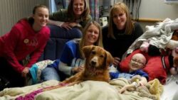 chiến đấu với ung thư vì thần tượng chú chó