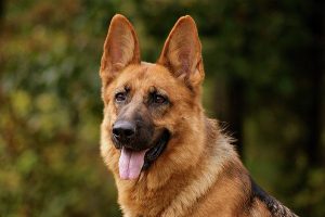 Becgie là giống chó có khứu giác nhạy bén có khả năng phát hiện ung thư vú
