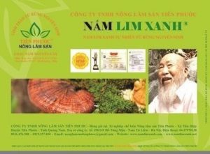 nấm lim xanh