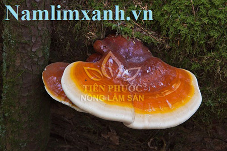 Hình ảnh nấm lim xanh