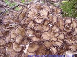 nam-maitake